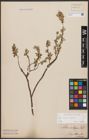 Foto von Salix aurita L. x Salix repens L.